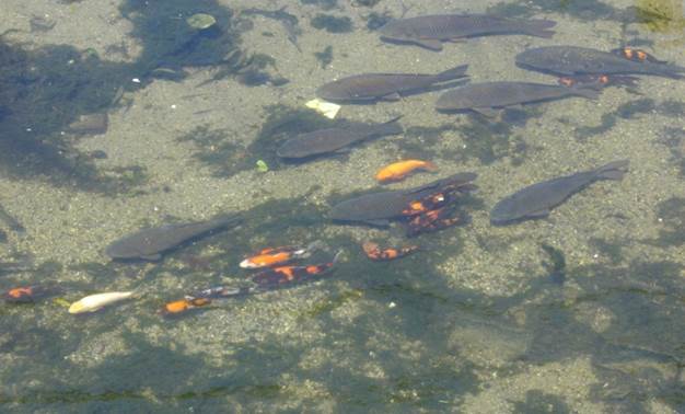 魚回到河里